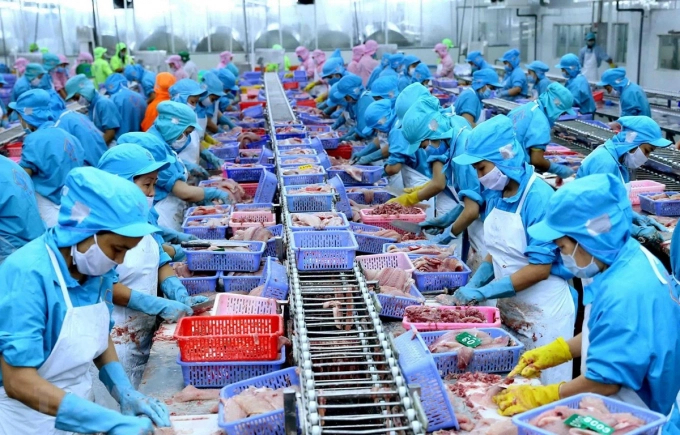 Frozen seafood Processing. Photo: baochinphu.vn