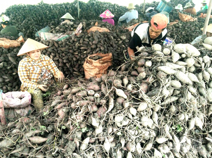 Sweet potatoes prices decrease sharply due to Covid-19. Photo: Minh Dam.