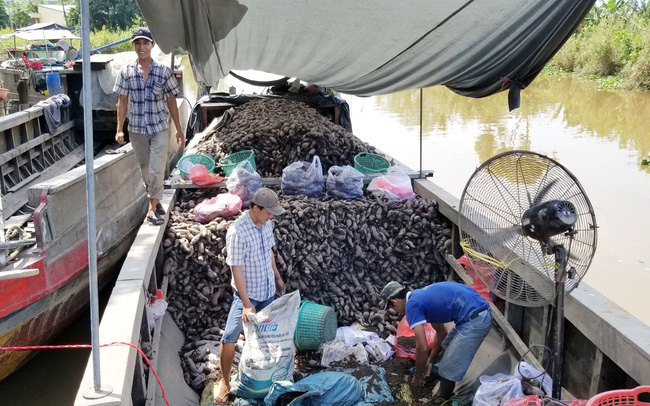 80% of sweet potatoes volumes in Vinh Long province is for export. Photo: Binh Nguyen