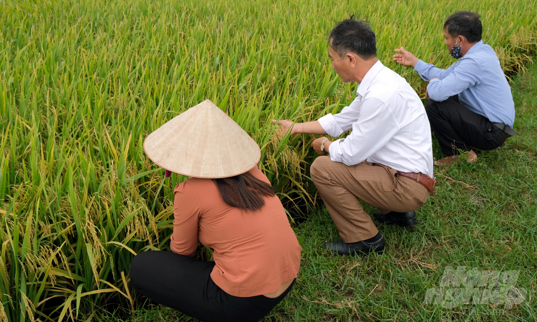 Lãnh đạo nông nghiệp xã Giao An, huyện Giao Thủy, Nam Định thăm cánh đồng trước lúc gặt. Ảnh: Bảo Thắng.