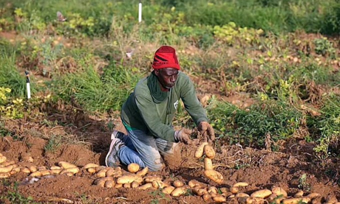 Một nông dân thu hoạch khoai tây ở thành phố Gaza, Palestine. Ảnh: Getty.