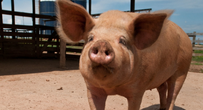 Lần gần nhất, châu Mỹ thông báo về dịch tả lợn châu Phi là vào năm 1982. Ảnh: Reuters.