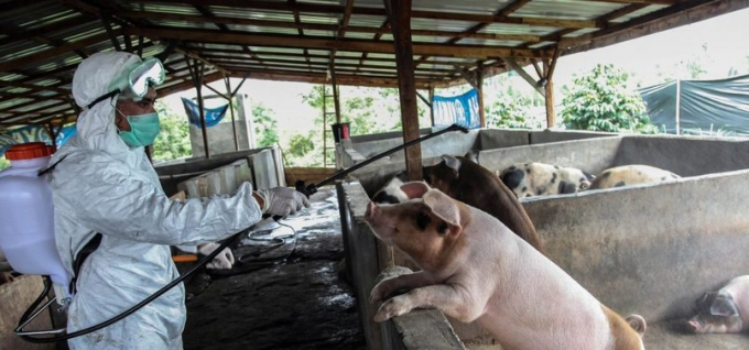 Chưa có thông tin nào về việc lây virus tả lợn châu Phi sang người, nhưng hậu quả nó để lại trên đàn lợn rất nặng nề. Ảnh: USDA.