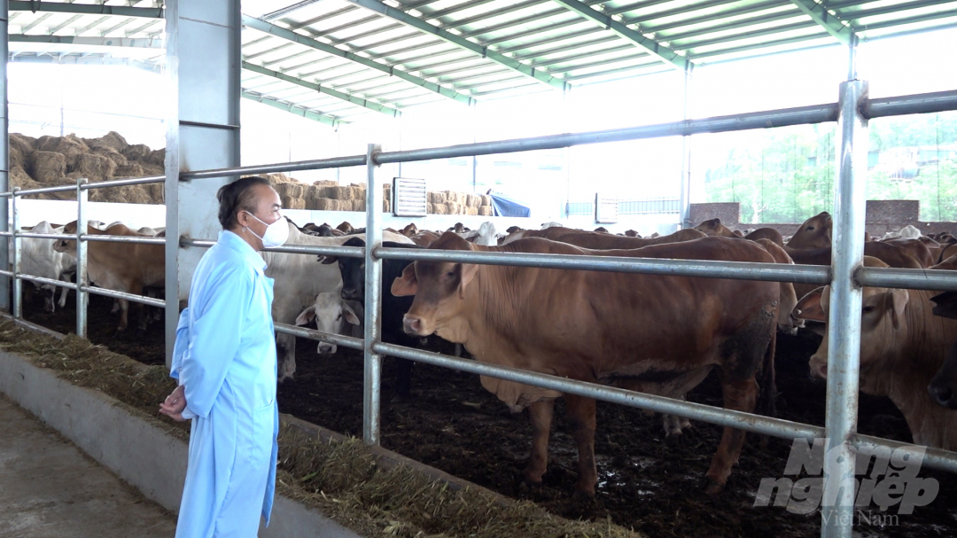 MARD Deputy Minister Phung Duc Tien inspects the situation of cattle raising and slaughtering at Dong Thanh Joint Stock Company, Dong Anh District, Hanoi. Photo: Duc Minh.