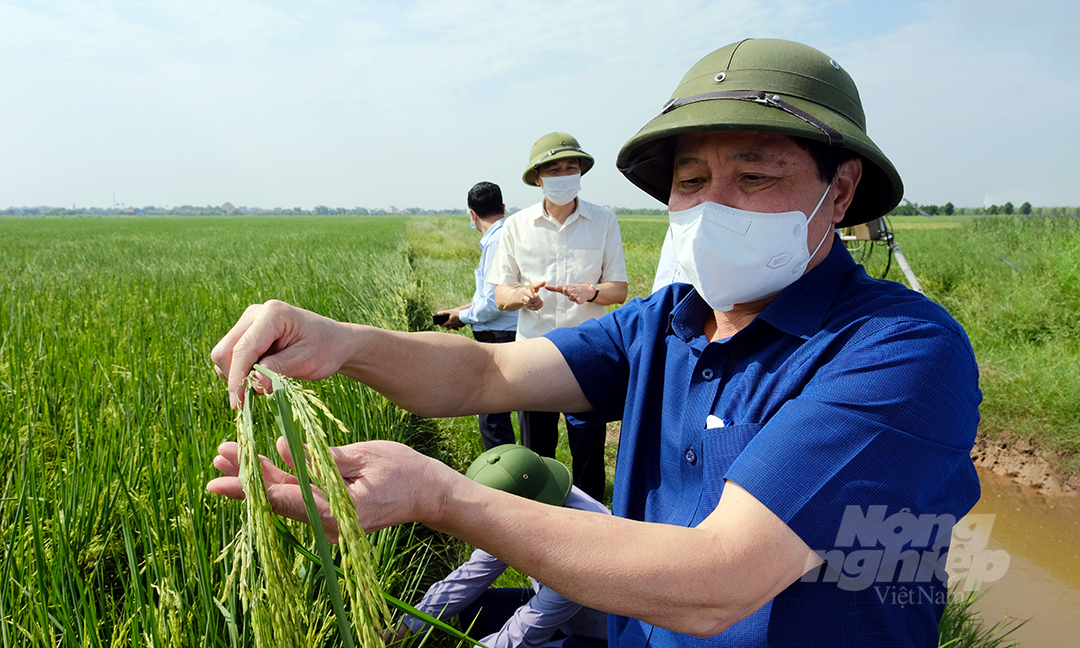 Thứ trưởng Lê Quốc Doanh kiểm tra lúa tại huyện Trực Ninh và Giao Thủy, tỉnh Nam Định. Ảnh: Bảo Thắng.