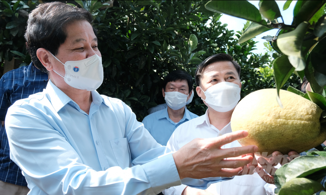 Deputy Minister of Agriculture and Rural Development Le Quoc Doanh and Vice Chairman of Hoa Binh People's Committee, Mr. Dinh Cong Su visit Hoa Binh red pomelo orchard in Tay Phong commune, Cao Phong district. Photo: Bao Thang.