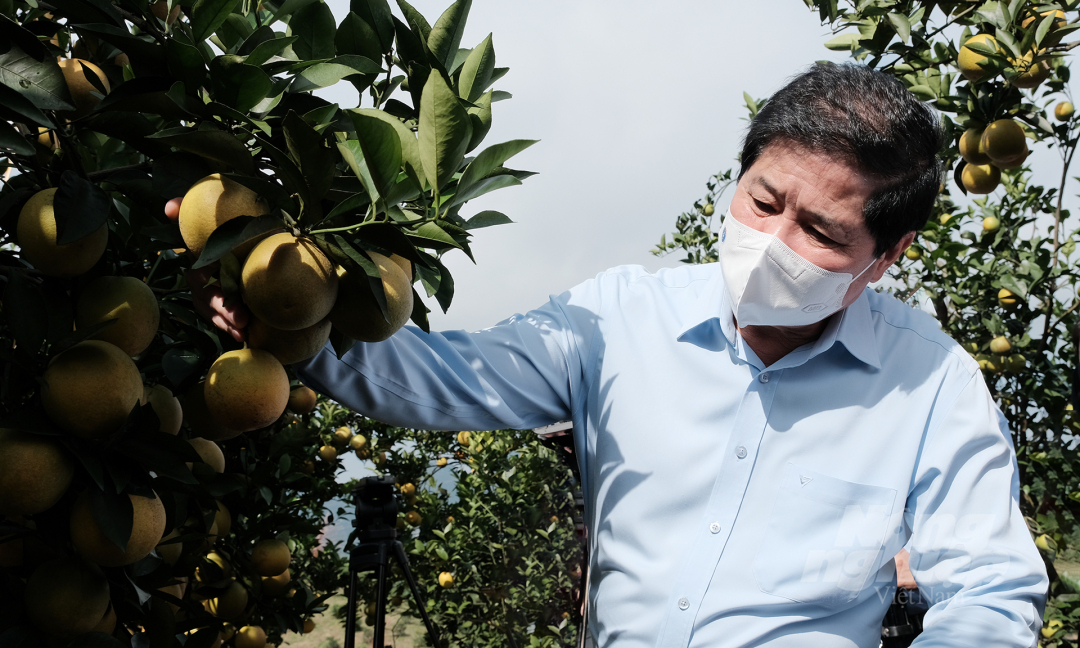 Deputy Minister of Agriculture and Rural Development Le Quoc Doanh visits 3T Agricultural Cooperative growing Cao Phong oranges. Photo: Bao Thang.