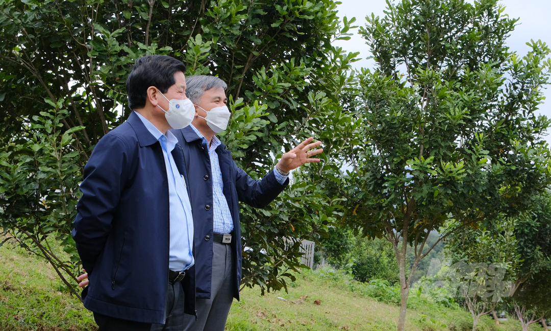 Thứ trưởng Bộ NN-PTNT Lê Quốc Doanh trao đổi với Phó Chủ tịch UBND tỉnh Điện Biên Lò Văn Tiến về tiềm năng phát triển cây mắc ca. Ảnh: Đức Minh.