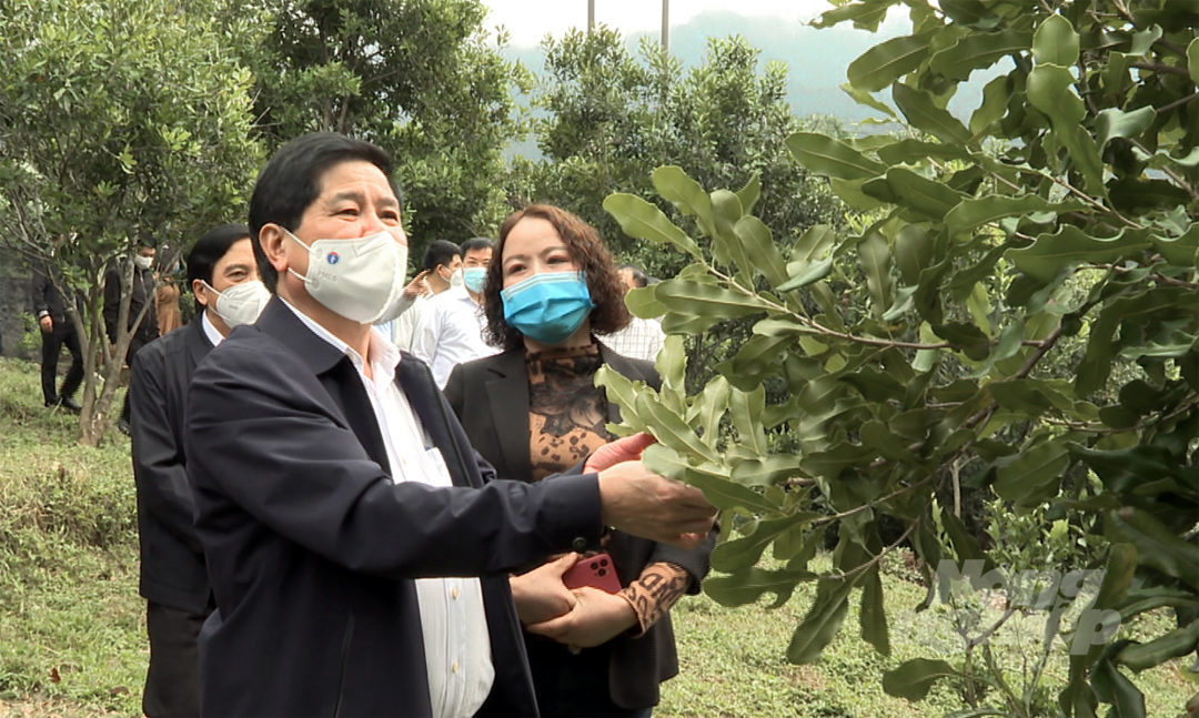 Thứ trưởng Lê Quốc Doanh thăm mô hình vườn ươm mắc ca tại huyện Phong Thổ, Lai Châu. Ảnh: Bảo Thắng.