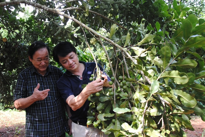 Ông Nguyễn Lân Hùng, Phó Chủ tịch Hiệp hội Mắc ca Việt Nam thăm vườn trồng tại Tây Bắc.