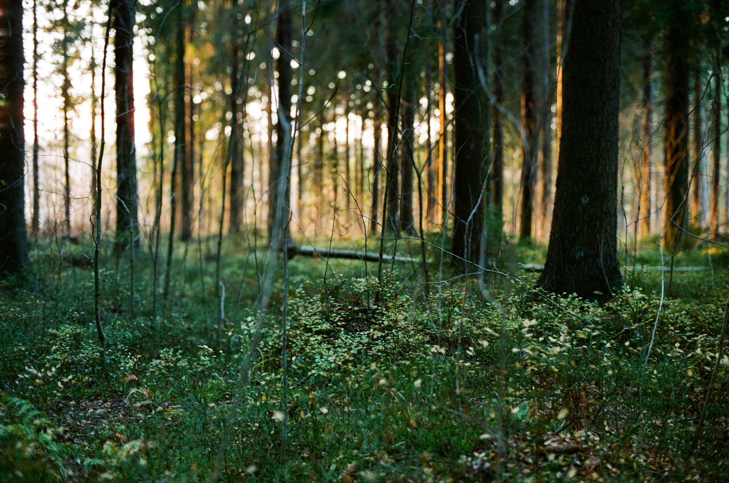 Cánh rừng gỗ lớn tại Phần Lan.