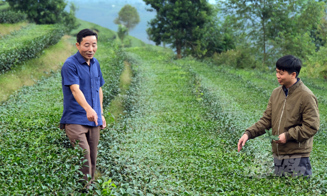 Secretary of Ban Bo Commune’s Party Committee, Mr. Nguyen Xuan Hoan, and an official from Tam Duong District's Agriculture and Rural Development Office visited a Kim Tuyen tea hill. Photo: Bao Thang.