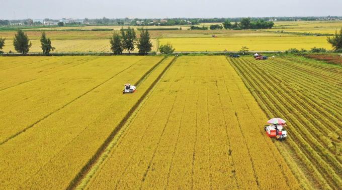 Đề án được kỳ vọng sẽ tạo ra những vùng nguyên liệu lớn, đủ tiêu chuẩn xuất khẩu.