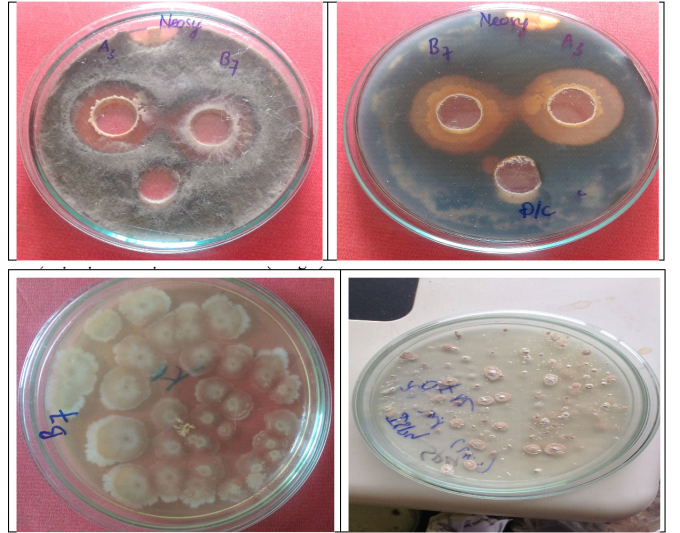 Hình ảnh vòng đối kháng nấm Neoscytalidium dimitiatum (ảnh trên) và khuẩn lạc chủng (ảnh dưới) của B7, A3. Ảnh: Đình Tường.