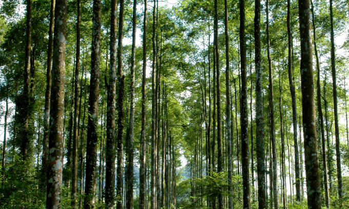 Vietnam's forest coverage rate is stable at 42%.