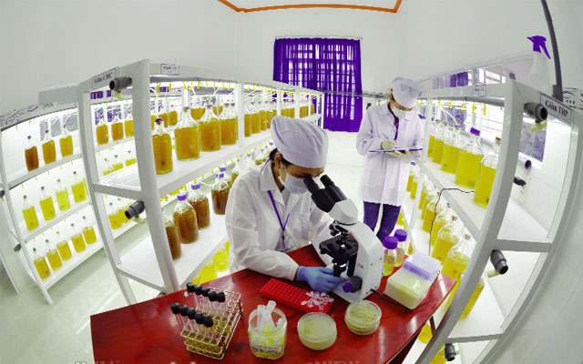 Công nghệ sản xuất sinh khối tảo được nghiên cứu trong phòng thí nghiệm tại Viện Nghiên cứu Hải sản. Ảnh: Đình Tường.