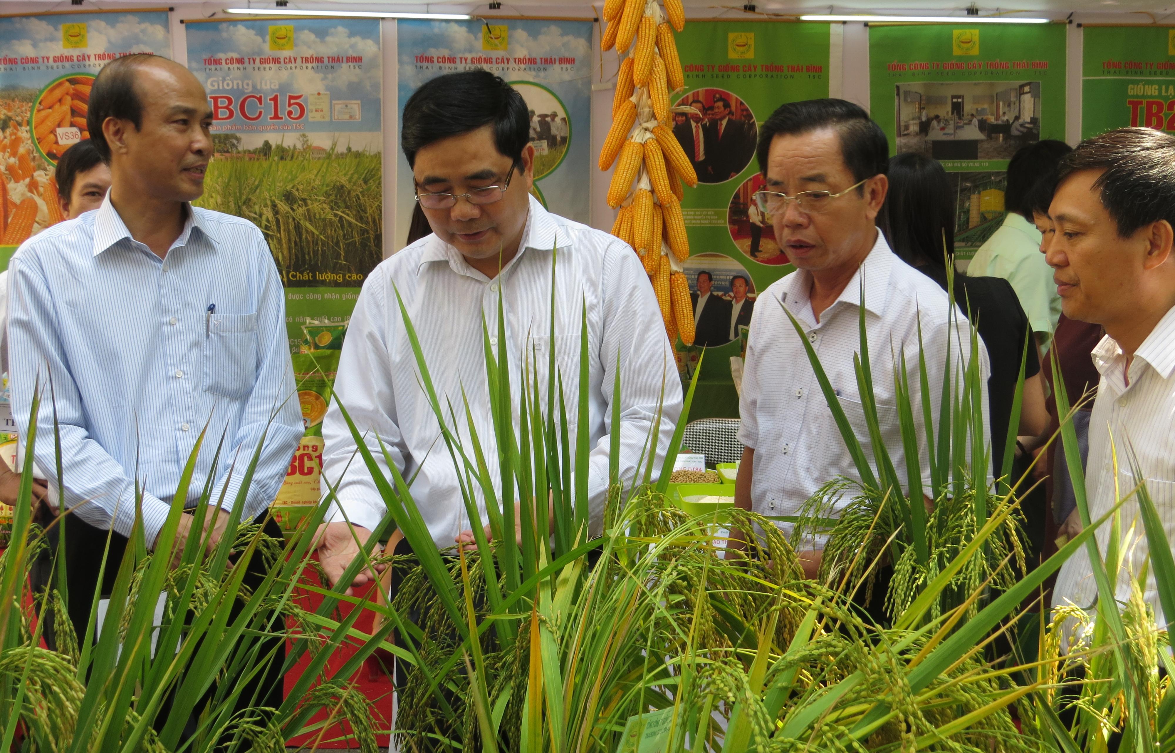Nguyên Bộ trưởng Bộ NN-PTNT Cao Đức Phát khảo sát tình hình sản xuất giống của ThaiBinh Seed. Ông đặc biệt quan tâm tới giống BC15 có gen kháng đạo ôn.