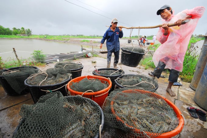 Diễn đàn thu hút sự quan tâm đặc biệt của người nuôi tôm vùng ĐBSCL và các doanh nghiệp trong lĩnh vực nuôi trồng thủy sản. Ảnh: Lê Hoàng Vũ.