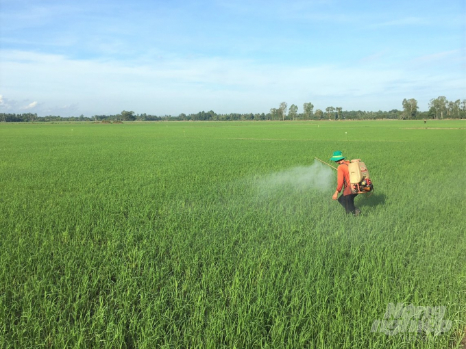  Nhiều ruộng lúa bị sâu cuốn lá gây hại. Ảnh: Trọng Linh.