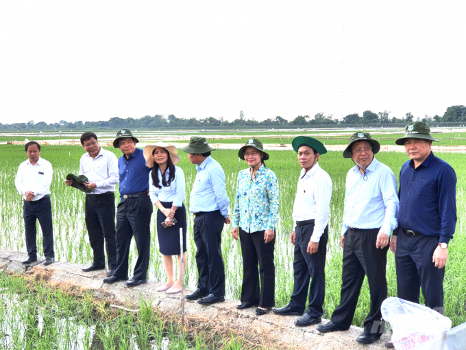 Bộ trưởng khảo sát một số ruộng lúa khảo nghiệm của Viện Lúa ĐBSCL. Ảnh: Hữu Đức.