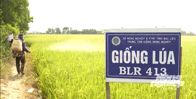 Giống lúa thơm BLR413 thích nghi với 3 vùng sinh thái khác nhau tại Bạc Liêu. Ảnh: Trọng Linh.