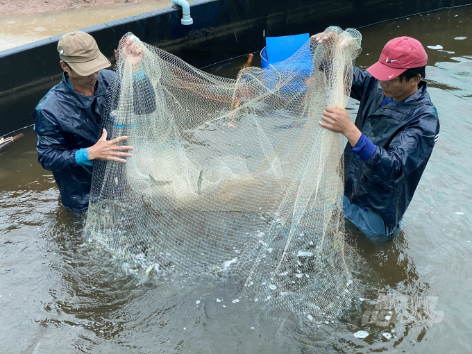 The current market price of shrimp is good enough to make shrimp farmers in the Mekong Delta feel secure. Photo: Huu Duc.