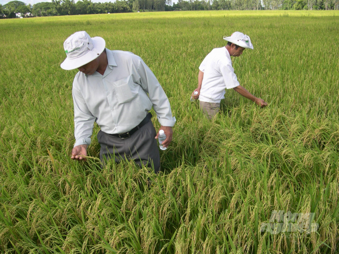 Lợi thế xuất khẩu gạo Việt Nam trong mấy năm gần đây có sự chuyển biến tích cực là do chuyển đổi cơ cấu giống lúa xuất khẩu chất lượng cao, gạo thơm ngon chiếm tới 60-70%. Ảnh: Hữu Đức.