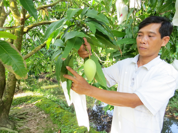 Cấp mã số vùng trồng là mong muốn của bà con nông dân trong sản xuất tập trung. Ảnh: Ngọc Thắng.