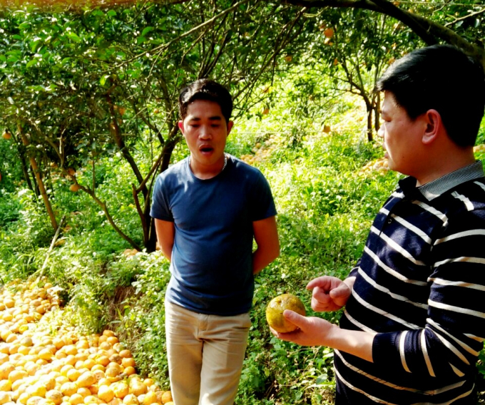 Cán bộ ngành nông nghiệp Hà Giang đến kiểm tra thực tế thiệt hại tại các nhà vườn. Ảnh: Đào Thanh.