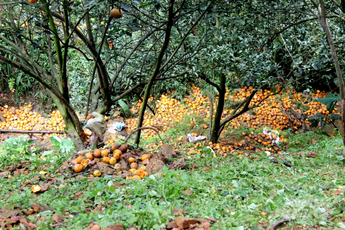 Cam rụng ồ ạt, nhiều hộ trồng cam ở Hà Giang mất cả trăm triệu đồng. Ảnh: Đào Thanh.
