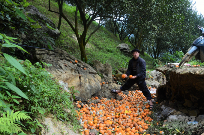 Hơn 2.500 tấn cam đồng loạt rụng khiến nhiều vườn cam trĩu quả chỉ còn lác đác vài quả. Cam rụng tràn ngập ở dưới gốc, dưới các khe đồi, khe suối. Ảnh: Đào Thanh.