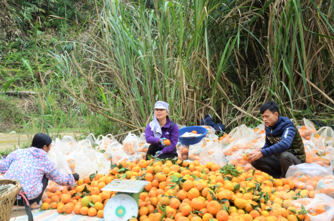 Hiện huyện Hàm Yên còn hơn 11.000 tấn cam chưa thu hoạch, cơ quan chức năng và chính quyền địa phương đang khuyến cáo người dân nỗ lực thu hoạch tránh thiệt hại. Hiện Tuyên Quang đã hết mưa nên cam đã hạn chế rụng, nhưng nếu tiếp tục có mưa thì cam sẽ lại tiếp tục rụng. Ảnh: Đào Thanh.
