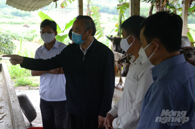 Thứ trưởng Phùng Đức Tiến tham quan mô hình nuôi trâu bỗ béo tại huyện Chiêm Hóa. Ảnh: Đào Thanh.
