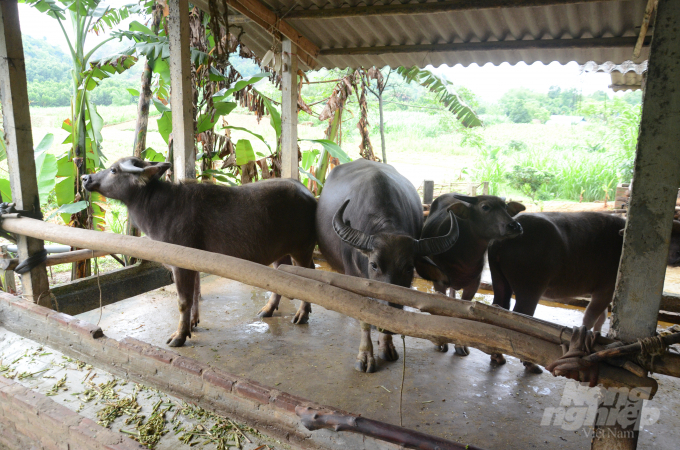Mô hình nuôi trâu bỗ béo đã giúp nhiều hộ nông dân ở Tuyên Quang có thu nhập khá. Ảnh: Đào Thanh.
