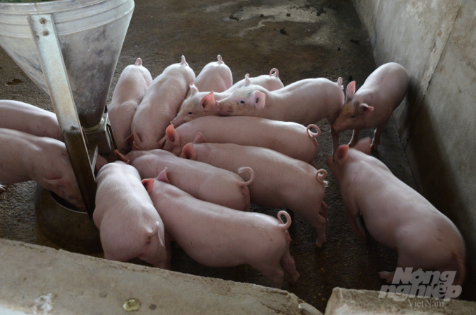 Hiện nay tỉnh Tuyên Quang có 570.860 con lợn. Ảnh: Đào Thanh.