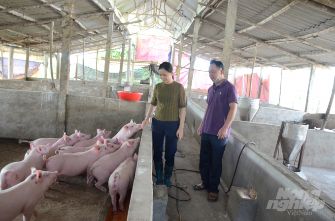 Nhiều trang trại, gia trại chăn nuôi lợn tại các huyện Sơn Dương, Yên Sơn, TP Tuyên Quang đã tái đàn thành công. Có trang trại đã đạt con số 1.000 đầu lợn. Ảnh: Đào Thanh.