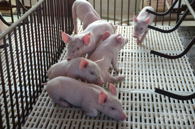 Đảm bảo an toàn dịch bệnh, ngoài hệ thống chuồng trại thoáng mát, sạch sẽ, các hộ nuôi lợn nái đầu tư sàn nhựa thoáng mát, sạch sẽ đảm bảo môi trường sống tốt nhất cho lợn sữa. Ảnh: Đào Thanh.