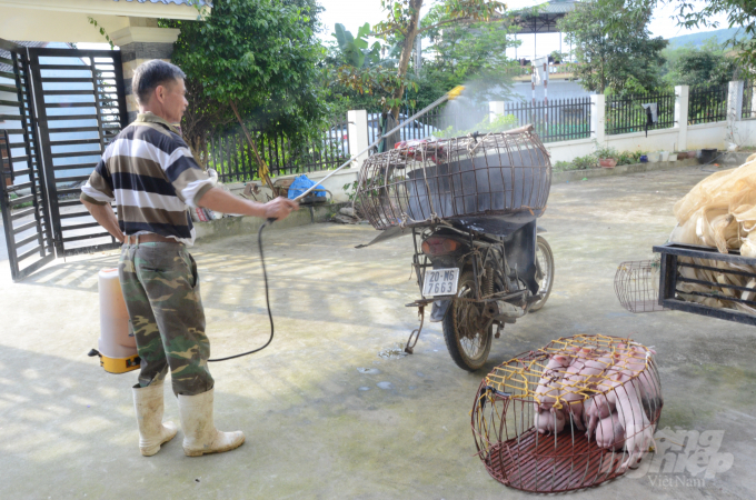 Lợn giống xuất, nhập chuồng ngoài tiêm phòng dịch bệnh, các hộ chăn nuôi đều thực hiện nghiêm việc phun thuốc tiêu độc khử trùng. Ảnh: Đào Thanh.