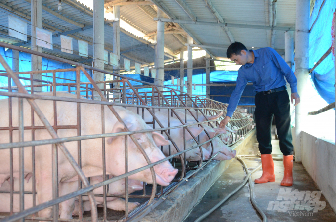 Tận dụng tối đa nguồn lợn nái từ địa phương là giải pháp hàng đầu được ngành chức năng của tỉnh Tuyên Quang đưa ra nhằm giải quyết việc khan hiếm nguồn lợn giống. Ảnh: Đào Thanh.