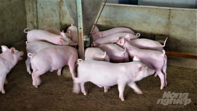 Với giá lợn giống từ 1,7 đến 3 triệu đồng/con (tùy trọng lượng) khiến nhiều hộ chăn nuôi ở Tuyên Quang gặp khó khăn khi tái đàn. Ảnh: Đào Thanh.