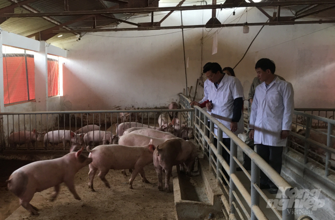 Nuôi lợn hữu cơ giúp bảo vệ tốt môi trường, tiết kiệm công lao động, mang lại chất lượng thịt cao. Ảnh: Đồng Văn Thưởng.