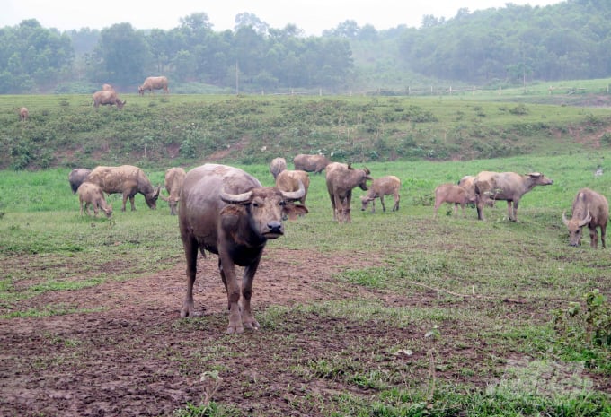 Trâu đầm lầy Thái Lan chứng tỏ sự thích nghi với điều kiện khí hậu tại Trung tâm nghiên cứu và phát triển chăn nuôi miền núi. Ảnh: Đào Thanh.