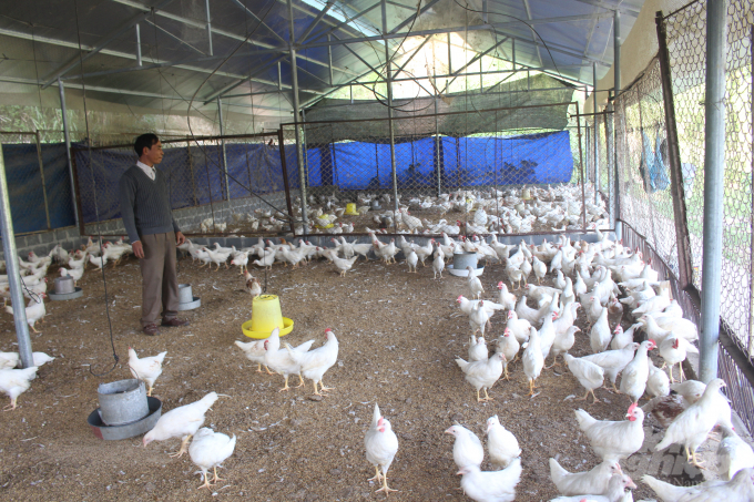 Trang trại chăn nuôi gà của gia đình ông Phan Hữu Tụ, tổ 3, thị trấn Vinh Quang là một trong những trang trại có quy mô lớn nhất huyện Hoàng Su Phì. Ảnh: Lê Hoàn.