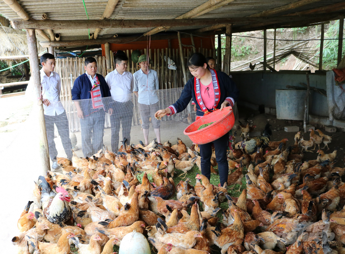 Nhiều hộ gia đình ở Hoàng Su Phì có thu nhập khá từ nuôi gà an toàn sinh học. Ảnh: Lê Hoàn.