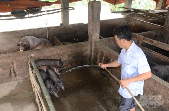 Mô hình chăn nuôi lợn sinh sản giống bản địa (lợn Mán) theo hướng an toàn sinh học tại xã Phú Thịnh được Trung tâm Khuyến nông tỉnh Tuyên Quang triển khai từ tháng 5 năm 2019 với 40 con lợn bố mẹ/4 hộ tham gia. Ảnh: Đào Thanh.