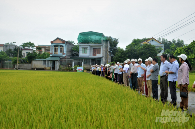 Mô hình giống lúa VNR20 được triển khai trồng tại các xứ đồng của phường Ỷ La, Tân Hà, thành phố Tuyên Quang. Ảnh: Đào Thanh.