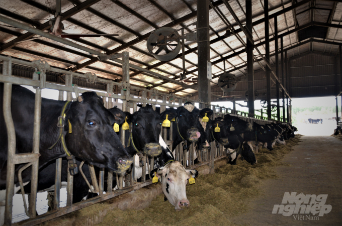 Đến nay, tỉnh Tuyên Quang có 4.150 con bò sữa, với sản lượng sữa tươi là 17.135 tấn/năm. Ảnh: Đào Thanh.