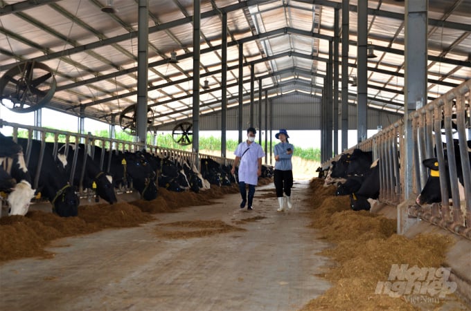 Cùng với các trang trại chăn nuôi của Công ty cổ phần Bò sữa Việt Nam; Công ty Chăn nuôi bò sữa kỹ thuật cao Hồ Toản; Công ty TNHH Sữa Việt Nam future milk địa phương này đã có một số doanh nghiệp lớn như Tập đoàn TH Truemilk, Công ty TNHH Đại toàn cầu xanh vào tìm hiểu, có nhu cầu đầu tư phát triển. Ảnh: Đào Thanh.