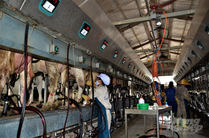 Trang trại chăn nuôi bò sữa kỹ thuật cao Hồ Toản đi vào hoạt động từ tháng 11/2017, với tổng vốn đầu tư 125 tỷ đồng. Hiện trang trại có hơn 800 con bò sữa giống HF nhập khẩu từ Úc. Đảm bảo bò không bị stress, quy trình chăn nuôi, dinh dưỡng, vệ sinh thú y luôn được chú trọng. Ảnh: Đào Thanh.