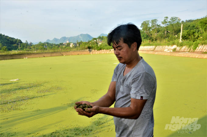 Anh Chung bắt đầu nuôi ốc từ năm 2015, khi ấy vốn ít anh lên huyện vùng cao Chiêm Hóa của tỉnh mua 5 triệu tiền ốc nhồi giống bản địa về nuôi thử nghiệm trên 2 ao cá của gia đình. Ảnh: Đào Thanh.